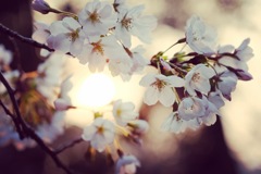3月末の平和記念公園