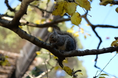 20171202 リスに癒され…