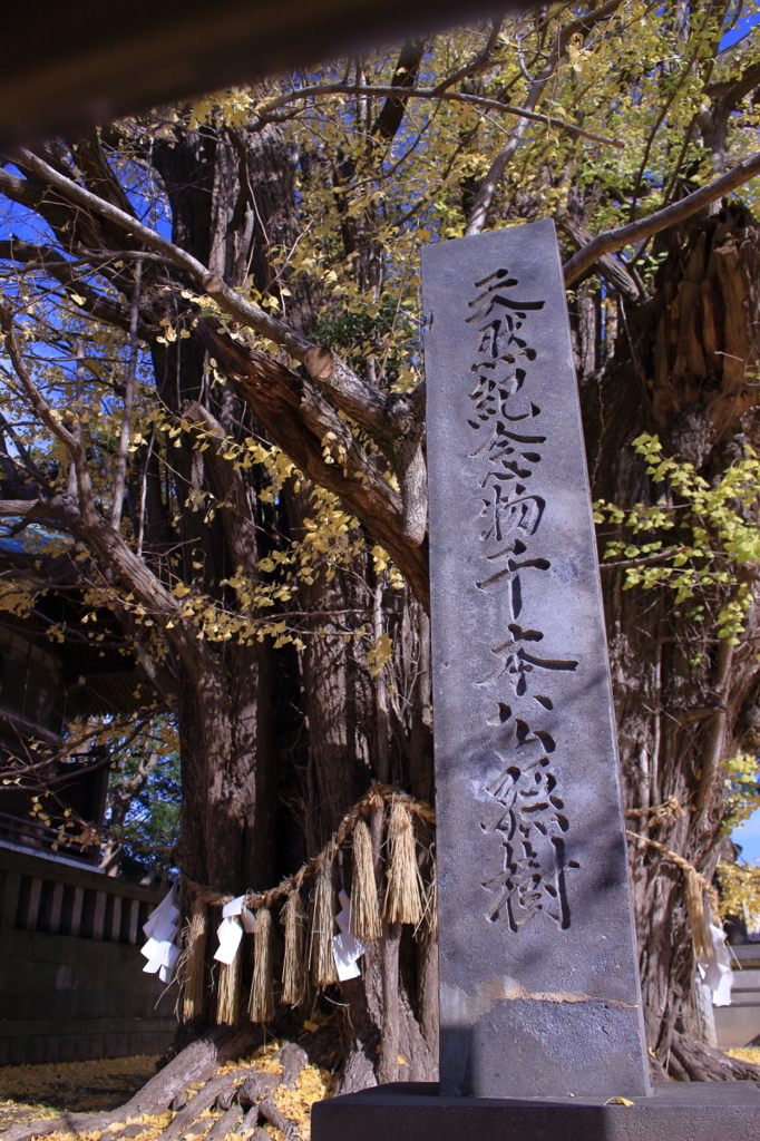 葛飾八幡宮　千本公孫樹-1