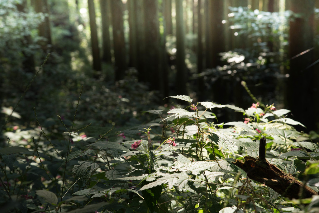 林道の風景2