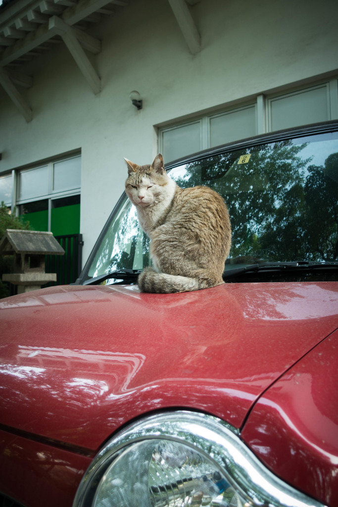 車上の野良1