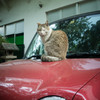 車上の野良1