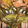 雷山の紅葉　1