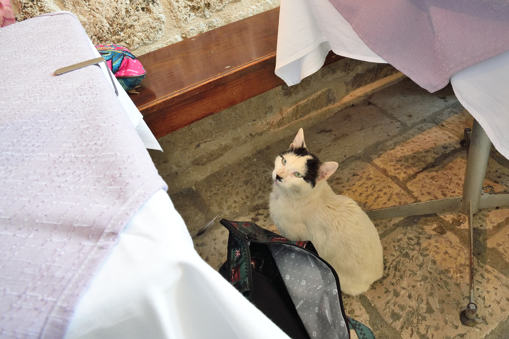 ドブロブニクの猫たち７