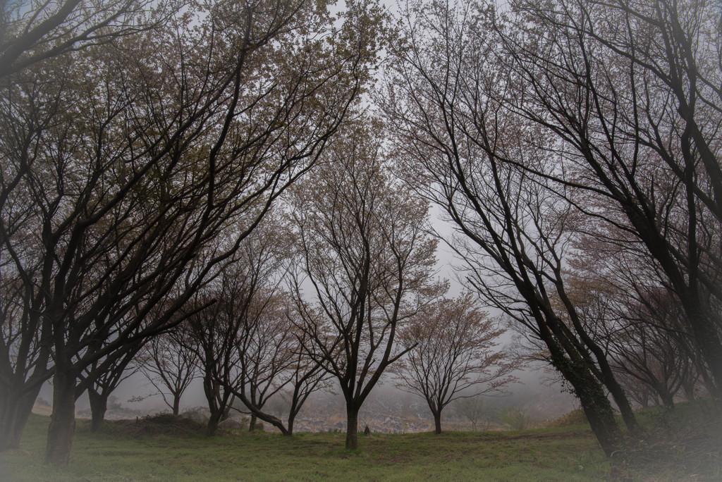 カルスト台地　4月　霧の日２