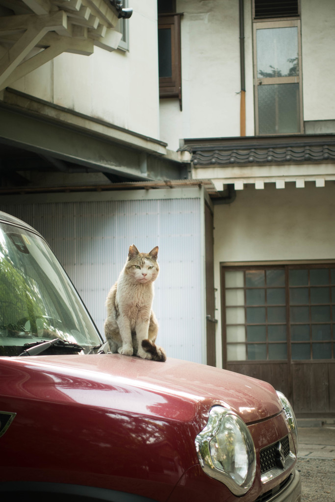 車上の野良４