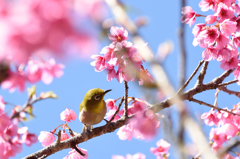 sakura と小鳥3