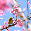 sakura と小鳥3