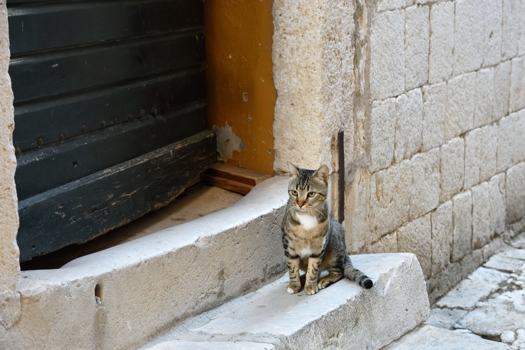 ドブロブニクの猫たち３