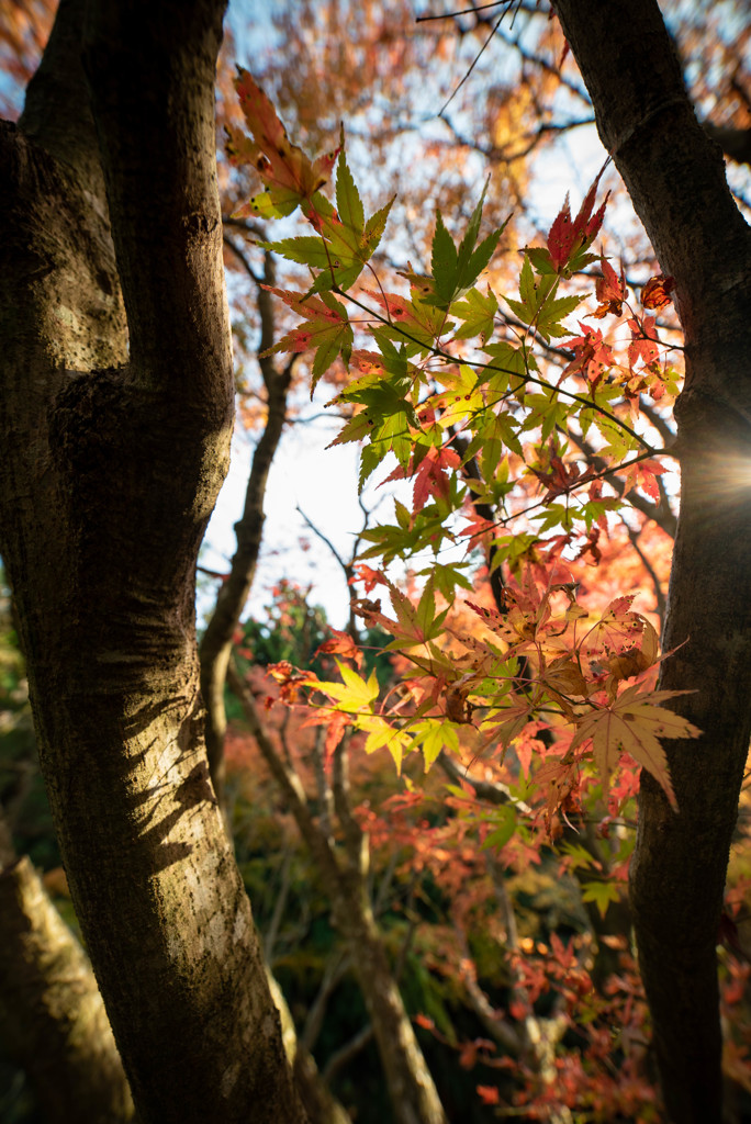 雷山の紅葉　7