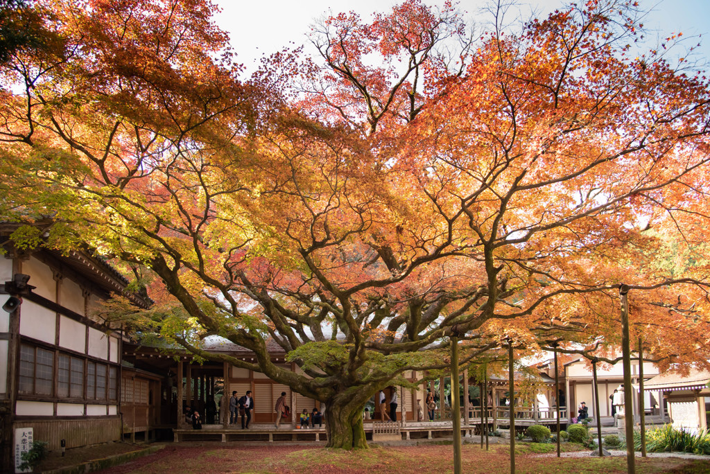 雷山の紅葉　6