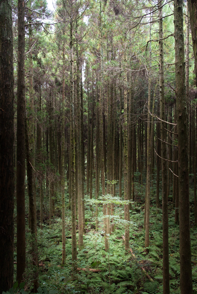 林道の風景3