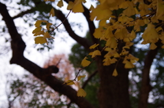黄色に染まるイチョウ