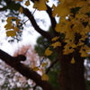 黄色に染まるイチョウ