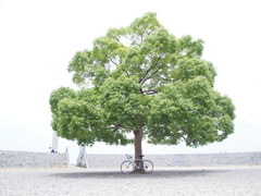 一本の木