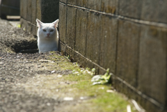 ぴょこっ！