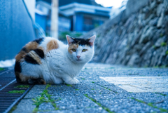 穏やかに振り向く