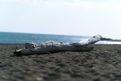 流木の深度