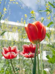 チューリップと菜の花と青い空