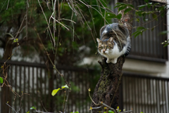 飛ぶか飛ばざるか？