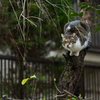 飛ぶか飛ばざるか？