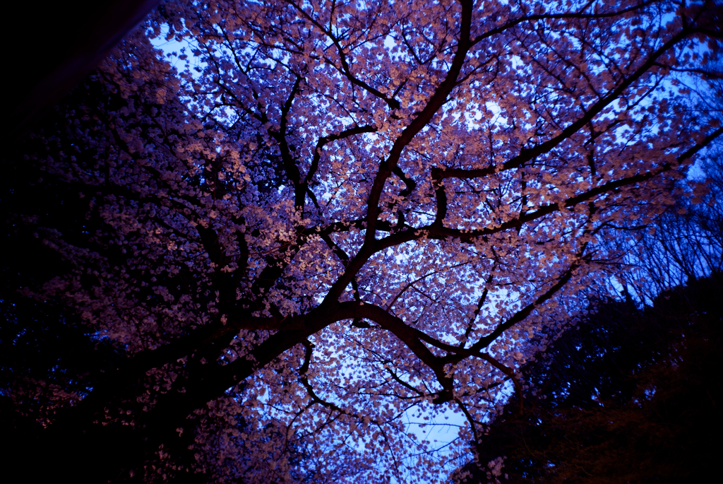 黄昏桜