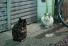 CATS