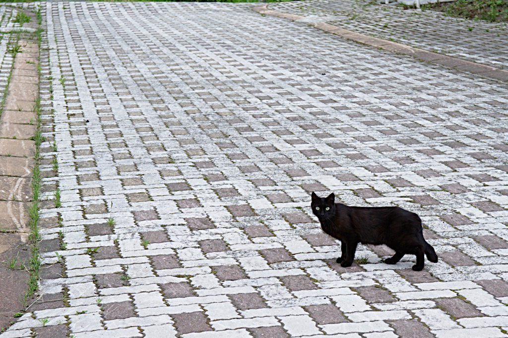 夕張の黒猫