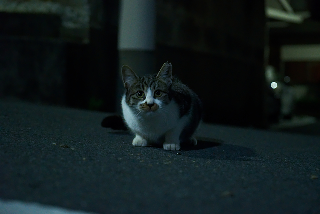 あ、どうも…
