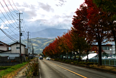 紅葉舞う