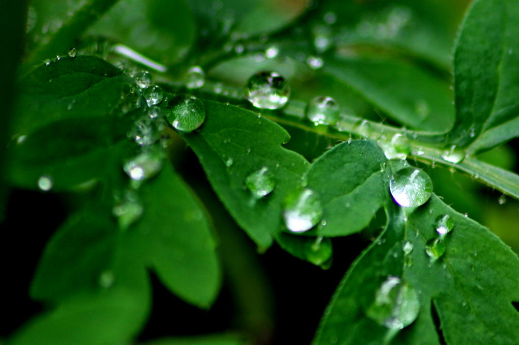 raindrop