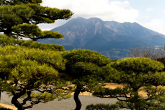 松と桜（…島）