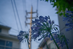 塔のある風景（花）