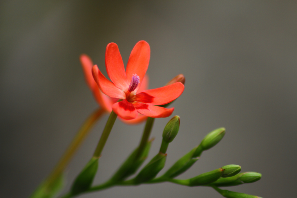 小さく花ひらく