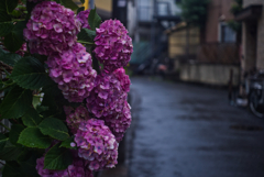 雨に濡れてた黄昏の紫陽花