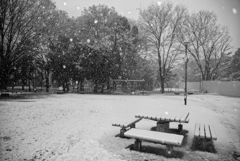 春に降る雪
