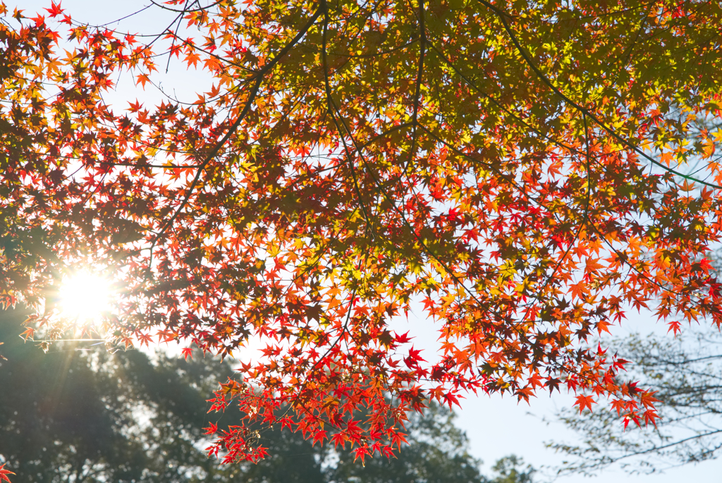 グラデーション紅葉
