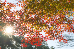 グラデーション紅葉