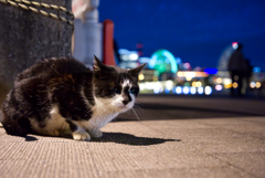 出航猫（さすらいねこ）