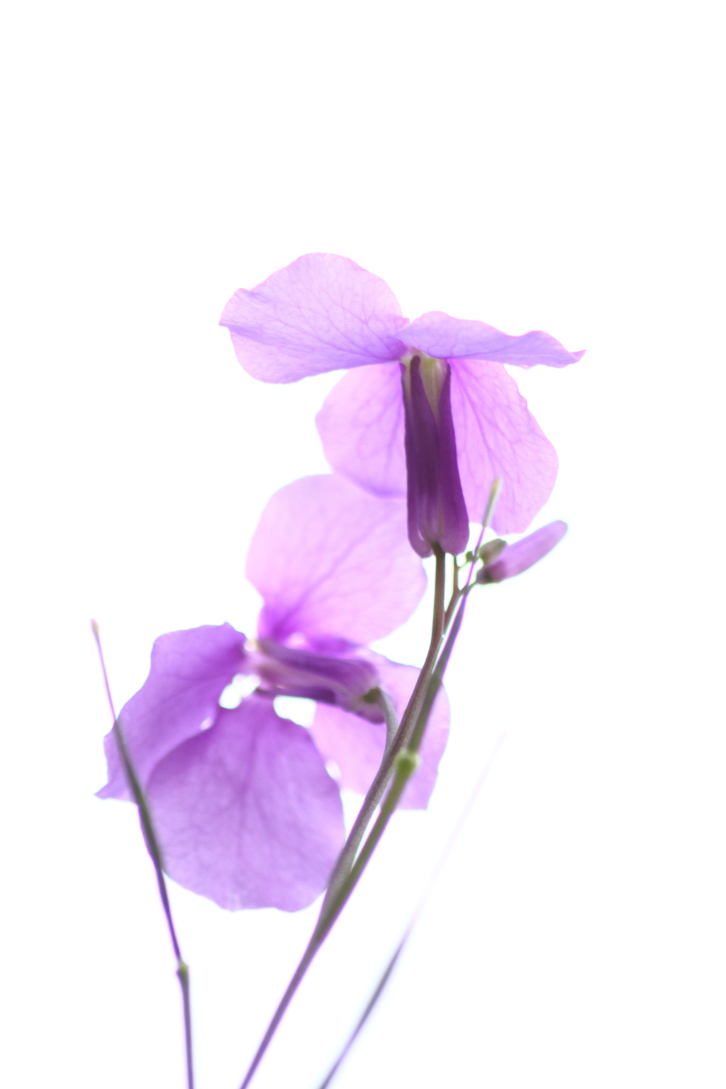 押し花のように咲く