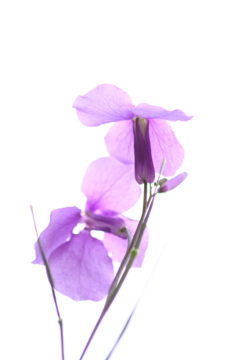 押し花のように咲く