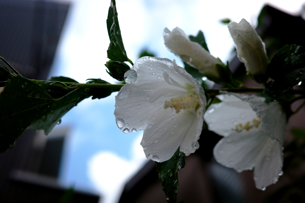 どしゃ降りのち晴れ…のちまた雨