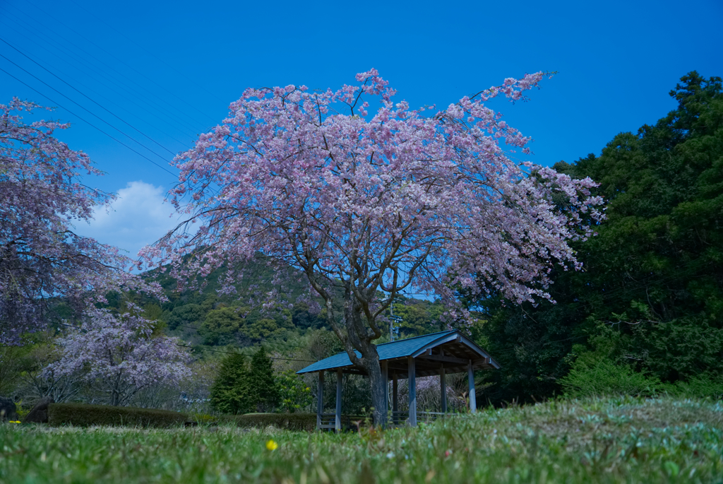 しだれ桜