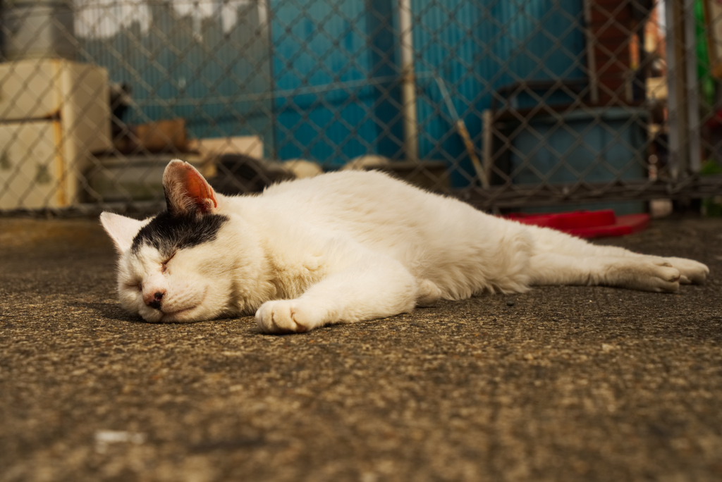 大いなる眠り
