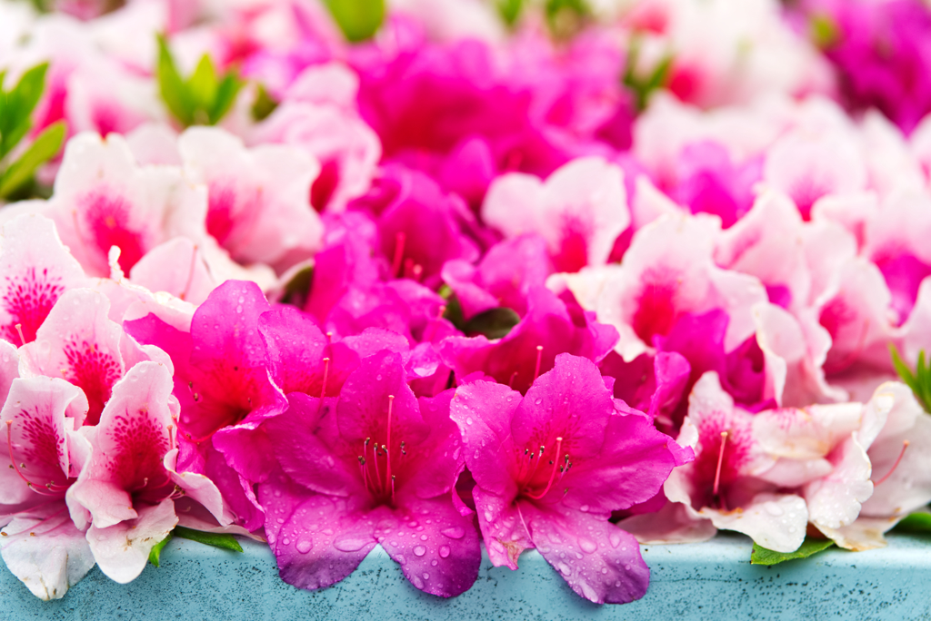 つつじさん雨でお疲れ気味？