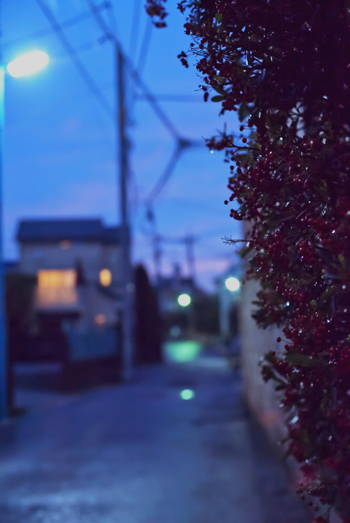 赤い実と雨上がりの夕暮れ