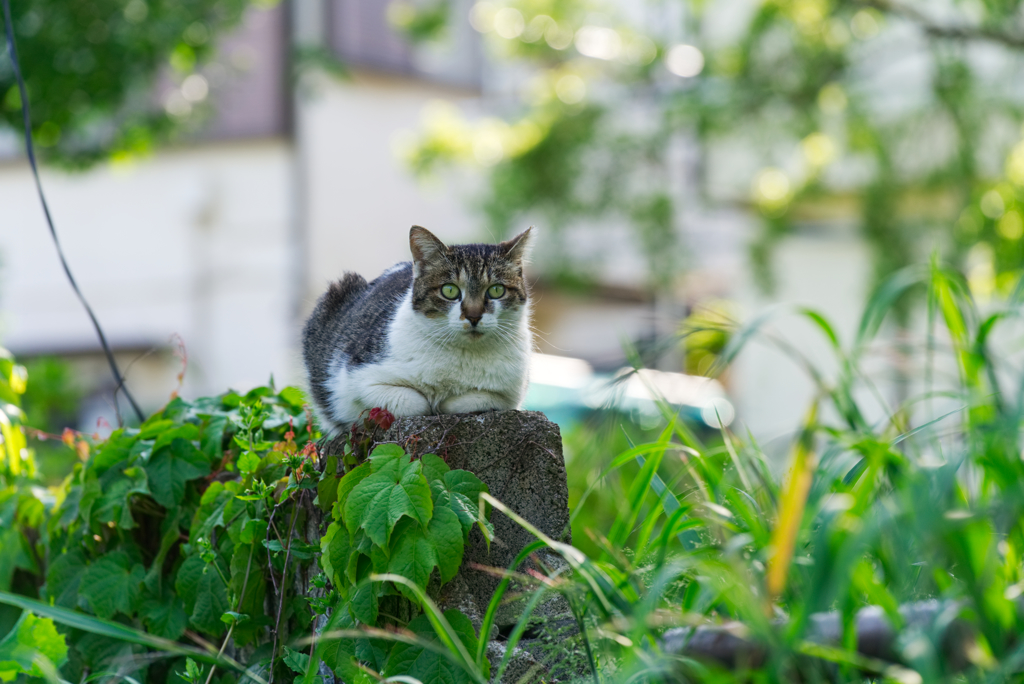 塀youブルース