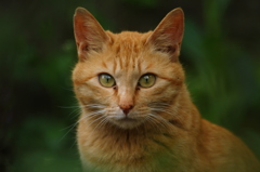ジッとみつめる