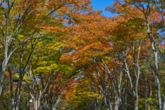 交わる紅と緑