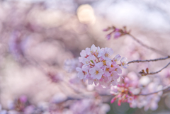 桜咲いた